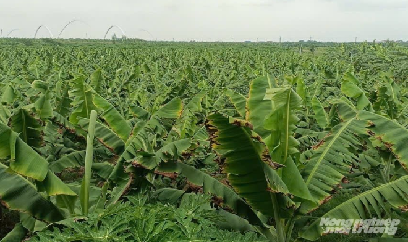 Giữ an toàn vùng chuối xuất khẩu sau mưa lũ