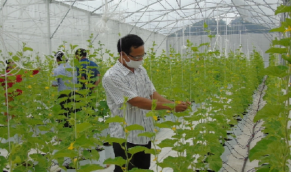 Ninh Thuận cấp 10 mã số vùng trồng cho rau, quả