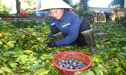 Hãy trồng trám