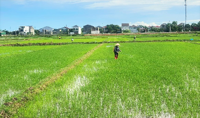 Sâu bệnh xuất hiện sớm trên lúa hè thu