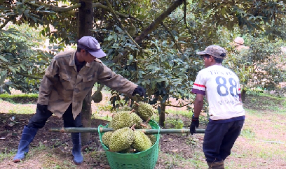 Thương lái tấp nập thu mua sầu riêng Khánh Sơn