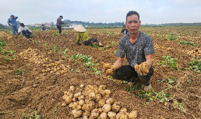 Đưa khoai tây về miền nắng gió