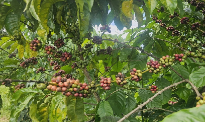 Cây thoát nghèo của người dân vùng cao Quảng Ngãi