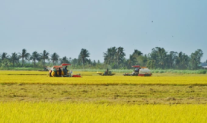 Không sản xuất vụ đông xuân muộn ở vùng có nguy cơ hạn mặn