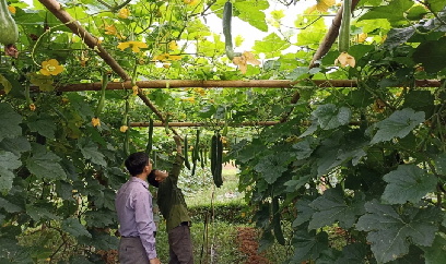Cây bí xanh 'giải nhiệt' cơn khát rau