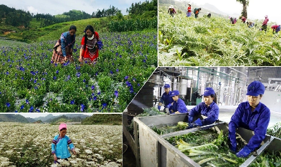 Lào Cai tạo bứt phá cho cây trồng chủ lực