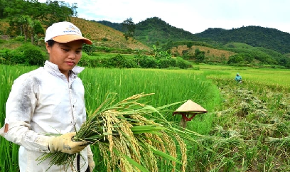 Đề nghị tăng cường thanh, kiểm tra sản xuất, buôn bán giống cây trồng