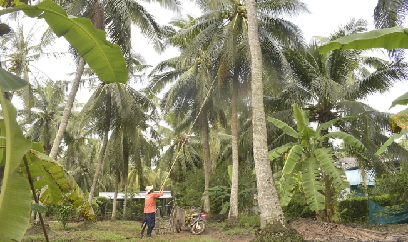 Xuất khẩu rau quả hướng đích 10 tỷ USD: Ngành dừa Vĩnh Long mục tiêu xuất khẩu tỷ đô