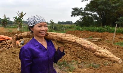 Nơi sản xuất ra những củ sắn dây khổng lồ