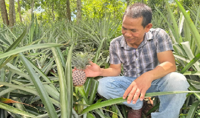 Dứa luồn tán rừng, đa dạng nguồn thu