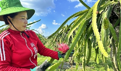 Chuyện đưa trái thanh long Sơn La sang châu Âu