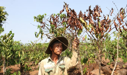 Đắk Nông: Nguy cơ gần 31.000ha cây trồng bị hạn