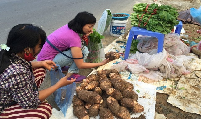 Khoai sọ bén đất Tả Lèng, mở hướng làm giàu