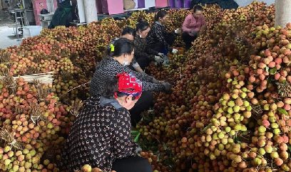 Vải thiều cần nhặt sạch lá, cắt cuống ngắn