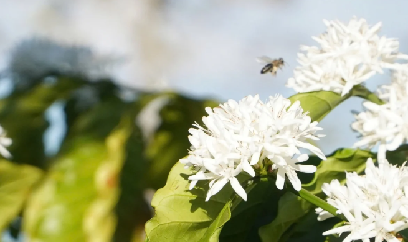 Trắng trời hoa cà phê dịp xuân về