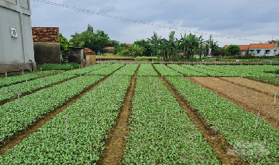 Vựa rau nức tiếng ở nơi chỉ có nắng, gió và cát