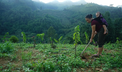 Bảo Nhai hỗ trợ người dân phát triển na Hoàng Hậu