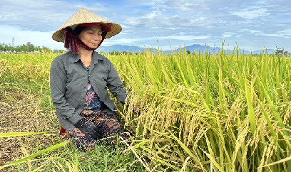 Nam Trung bộ thắng lớn vụ lúa hè thu