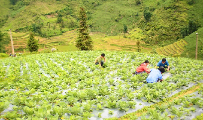 Trồng rau trái vụ gắn với du lịch nông nghiệp