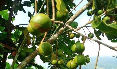 Tiềm năng nào cho cây mắc ca ở Tuyên Quang?