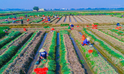 Nông dân Hải Phòng thắng lớn vụ đông