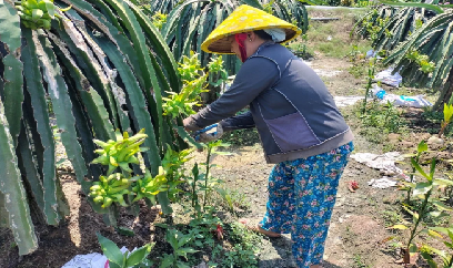 Chủ động phòng bệnh để giữ chất lượng thanh long vào mùa mưa