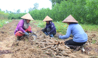 Phát triển cây sắn bền vững ở miền Trung