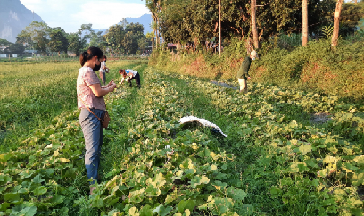 Chuyển đất soi bãi sang trồng dưa, hiệu quả cao