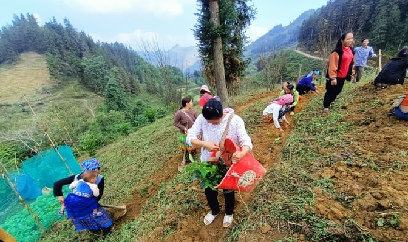 Năm 2024, Lào Cai trồng mới 300ha chè