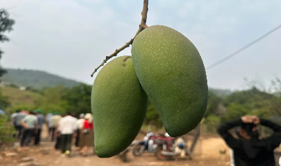 Hành trình từ đất dốc đến những mùa quả ngọt: [Bài 1] Khởi đầu từ những mắt ghép nhỏ