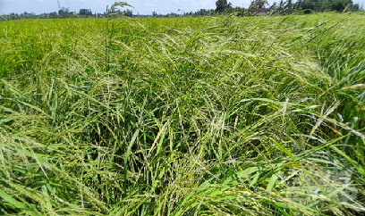 Lúa cỏ có ảnh hưởng đến ngành lúa gạo Việt Nam?