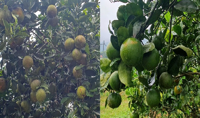 Những đồi cam xoàn trên đất khô cằn