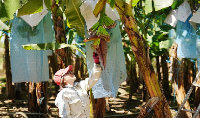 'Bắt bệnh' héo vàng chuối từ đất trồng