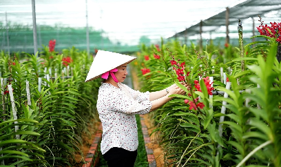 Vườn lan 24 ha giữa vùng 'đất thép’