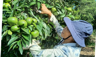 Làm giàu trên vùng đồi hoang