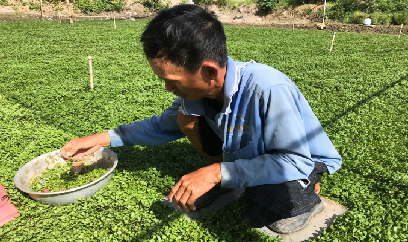 Hà Nội yêu cầu mở rộng sản xuất nông sản có thời gian ngắn