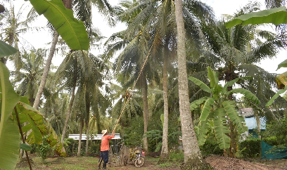 Giữ đất khỏe, cây mới 'ngọt'