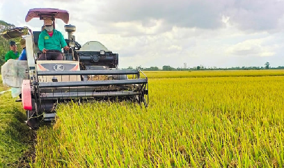 Chuyên gia IRRI: Giá tín chỉ carbon lúa gạo nằm trong tay nông dân