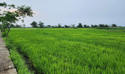 Gần 2.000ha lúa nguy cơ mất mùa vì xâm nhập mặn