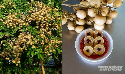 Giống nhãn Thanh Sơn hạt lép, quả sai trĩu trịt
