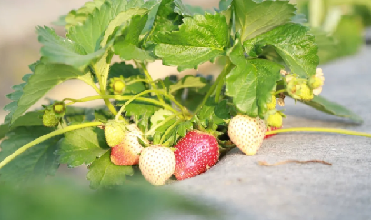 Dâu tây vào vụ, nông dân kết hợp du lịch tăng thu nhập