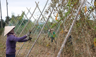 'Hồi sức' cho cây trồng sau mưa lũ