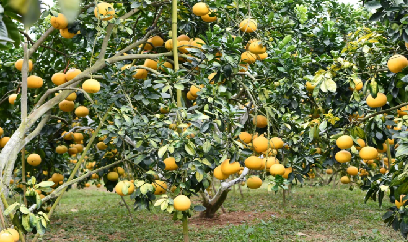 Bắc Ninh chưa có vùng trồng bưởi đạt chuẩn xuất khẩu sang Trung Quốc