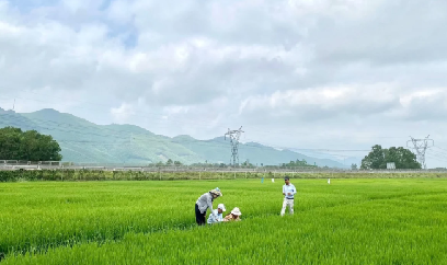 TP Huế tập trung bảo vệ cây trồng vụ đông xuân