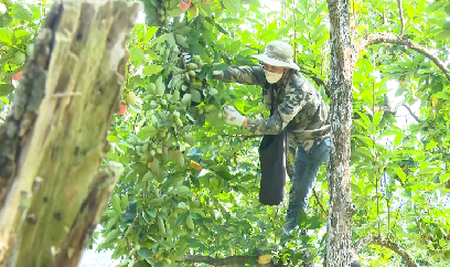 Nao lòng đặc sản mùa thu Bắc Kạn