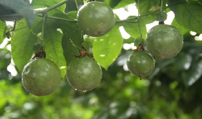 Nông dân Chiềng Sung tìm hướng đi mới trên đất khó
