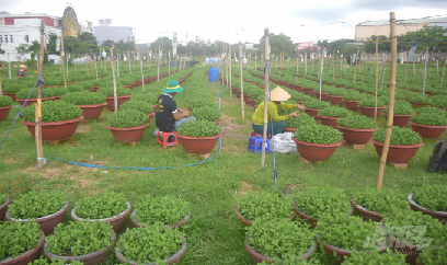 Thấp thỏm vụ cúc tết