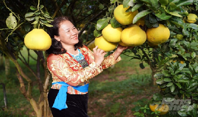 Người đưa bưởi đỏ Tân Lạc 'leo đồi, Nam tiến, xuất ngoại'