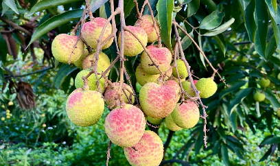 100.000 đồng/kg vải u trứng trắng Thanh Hà