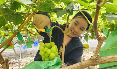 Nho sữa Hàn Quốc bén rễ đất Quảng Ninh